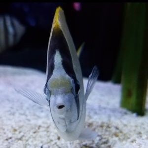 Meet your Posher, Haley